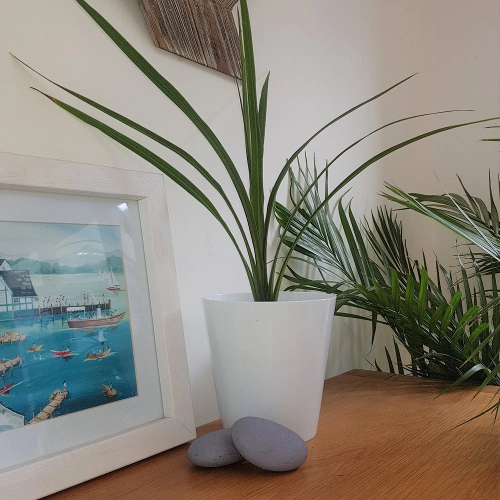 Studio 14cm Round Indoor Plastic Planter Wham Storage