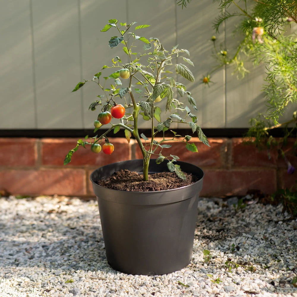 Set of 3 - Black 23cm Tomato Grow Pots Strata