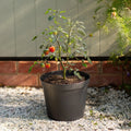 Set of 3 - Black 23cm Tomato Grow Pots Strata